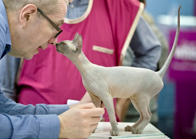 2015'in safkan kedileri 1