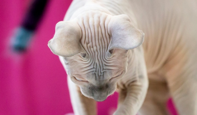 2015'in safkan kedileri 2