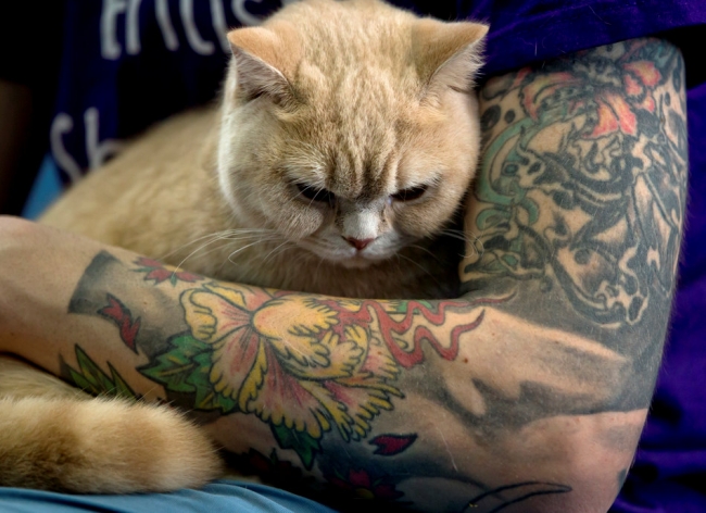 2015'in safkan kedileri 6