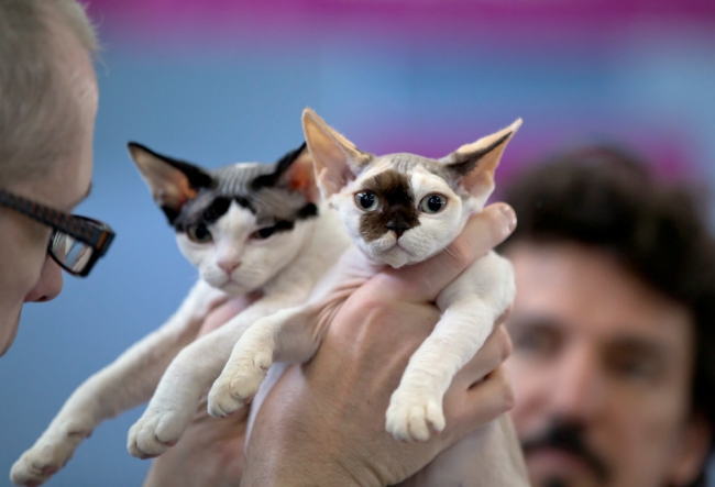 2015'in safkan kedileri 7