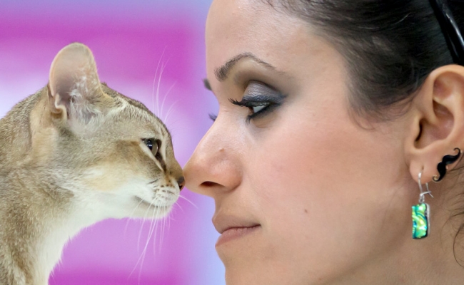 2015'in safkan kedileri 8