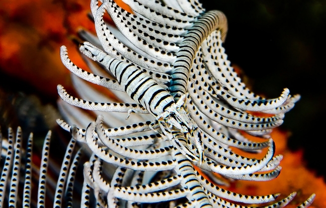 Sualtı Dünyasından... 2