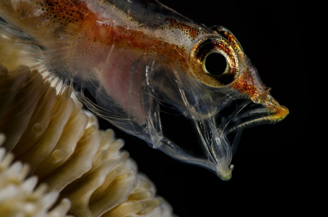 Sualtı Dünyasından... 4