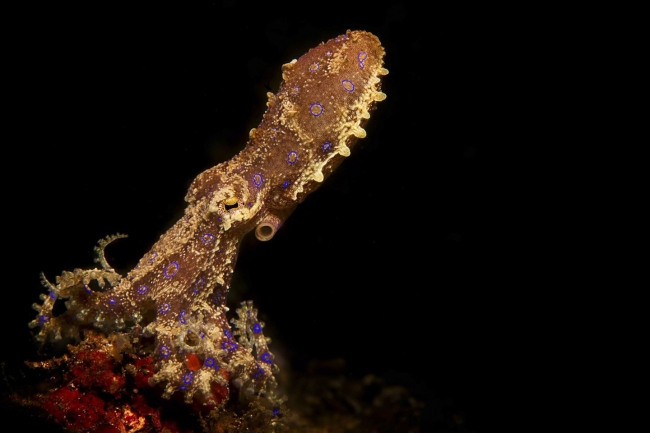 Sualtı Dünyasından... 5