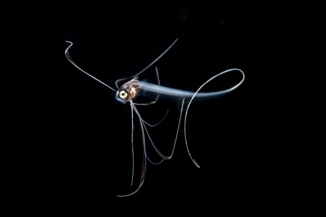 Sualtı Dünyasından... 6