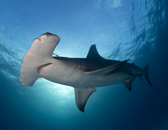 Sualtı Dünyasından... 8