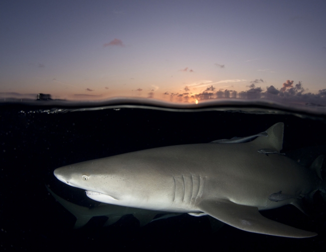 Sualtı Dünyasından... 9