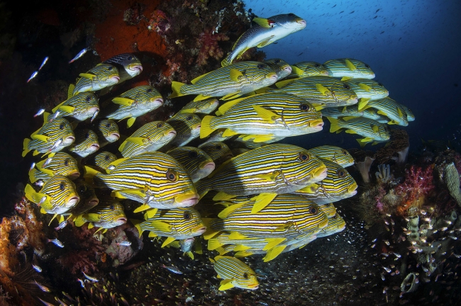 Sualtı Dünyasından... 11