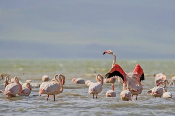 Erçek Gölü'nde flamingo şöleni 1