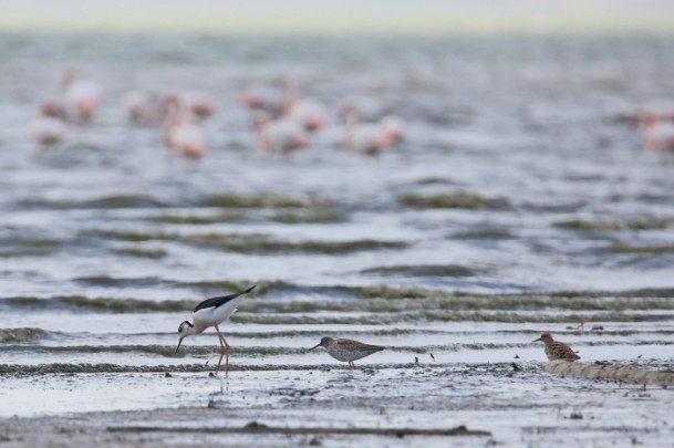 Erçek Gölü'nde flamingo şöleni 2