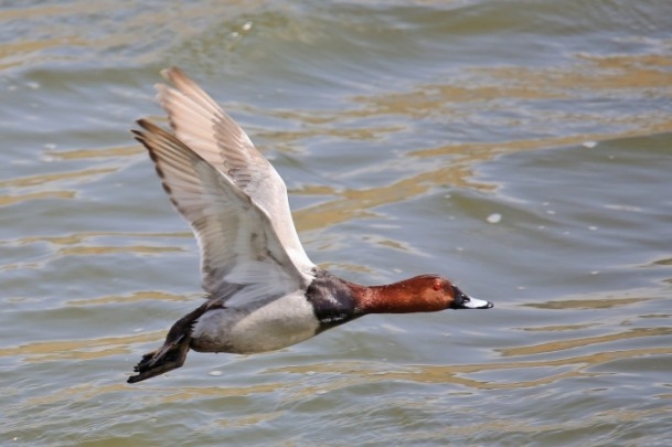 Erçek Gölü'nde flamingo şöleni 3