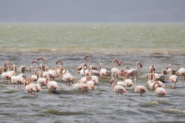 Erçek Gölü'nde flamingo şöleni 4