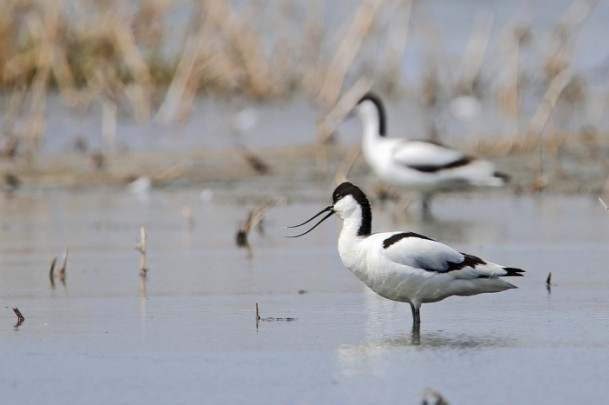 Erçek Gölü'nde flamingo şöleni 5