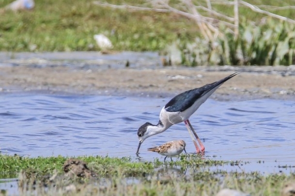 Erçek Gölü'nde flamingo şöleni 6