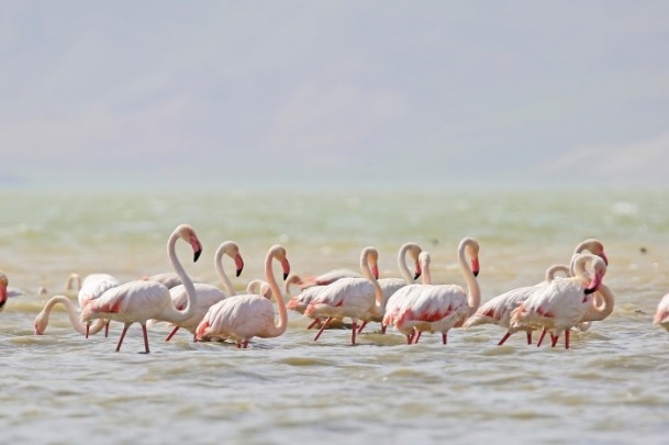 Erçek Gölü'nde flamingo şöleni 7