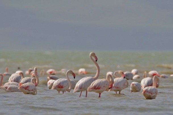 Erçek Gölü'nde flamingo şöleni 8