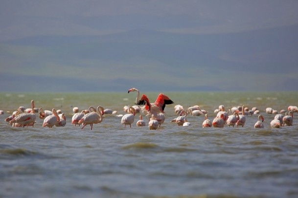 Erçek Gölü'nde flamingo şöleni 9