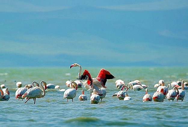Erçek Gölü'nde flamingo şöleni 10