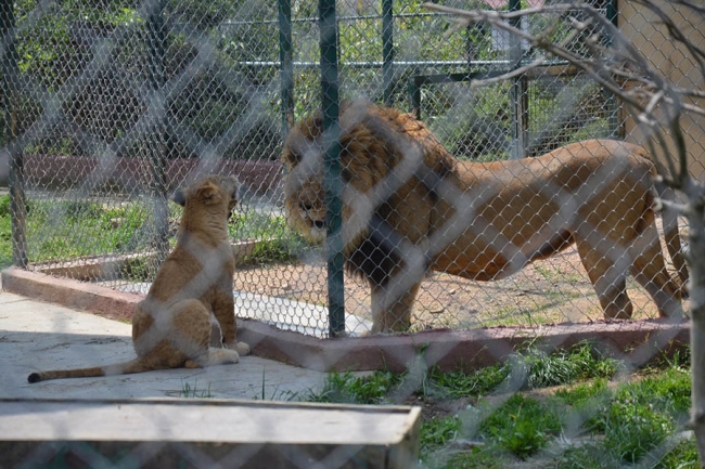 Kralın huzuruna çıktılar 4