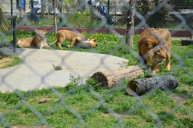 Kralın huzuruna çıktılar 2