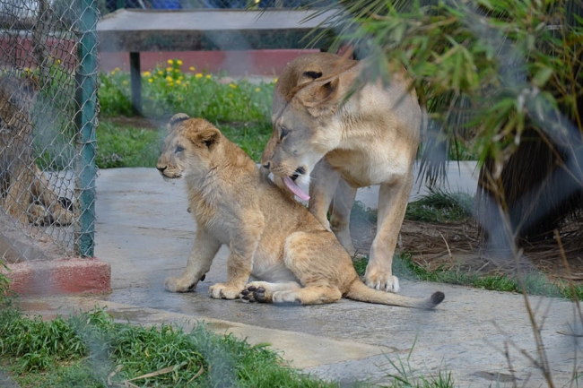 Kralın huzuruna çıktılar 1