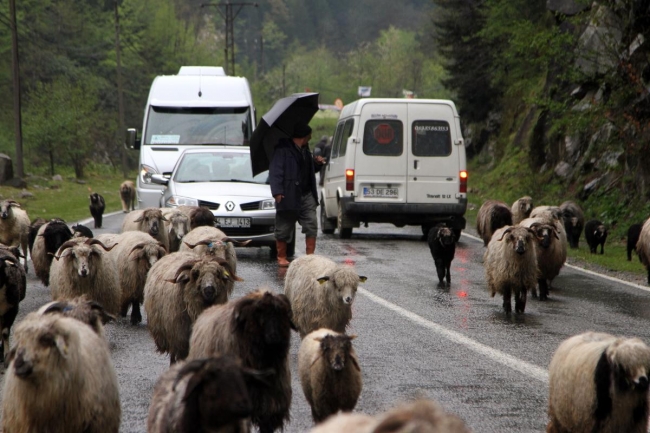 Doğu Karadeniz'de yaylalara göç başladı 1