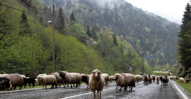 Doğu Karadeniz'de yaylalara göç başladı 2