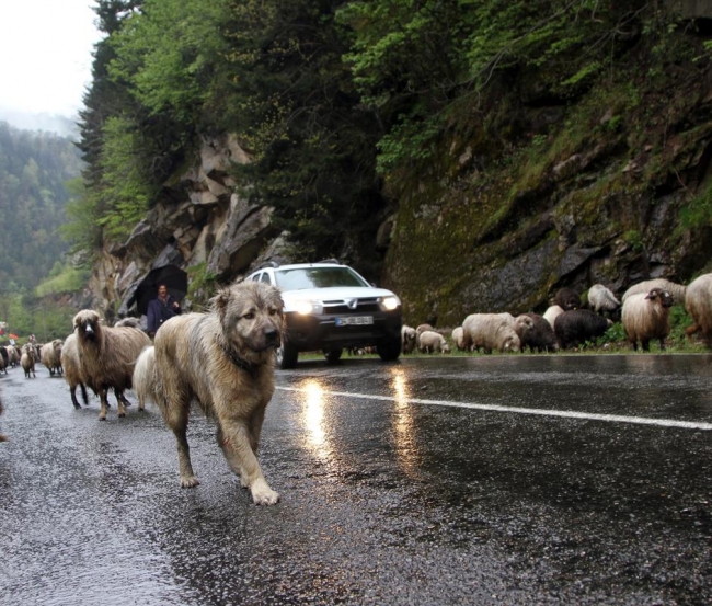 Doğu Karadeniz'de yaylalara göç başladı 3