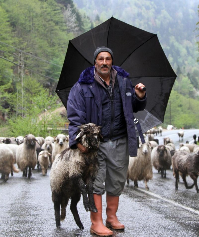 Doğu Karadeniz'de yaylalara göç başladı 4