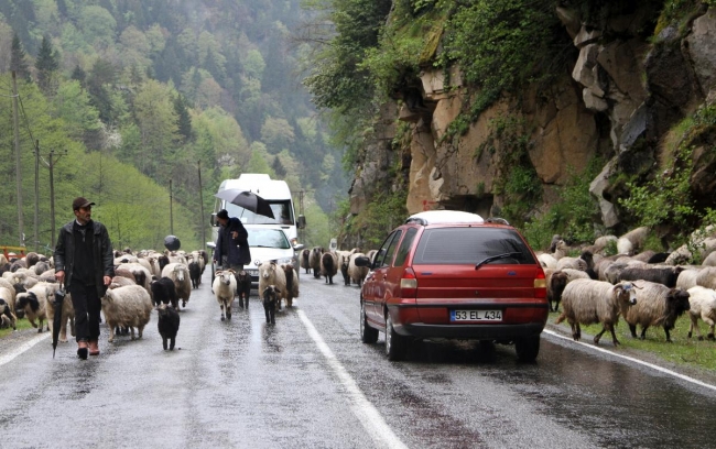 Doğu Karadeniz'de yaylalara göç başladı 6