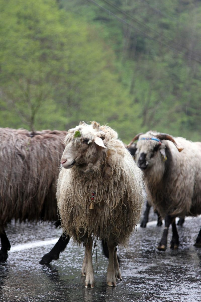Doğu Karadeniz'de yaylalara göç başladı 7