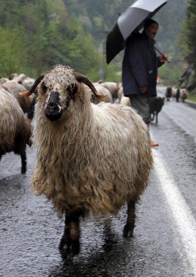Doğu Karadeniz'de yaylalara göç başladı 8