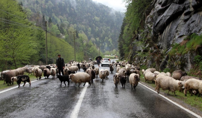 Doğu Karadeniz'de yaylalara göç başladı 10