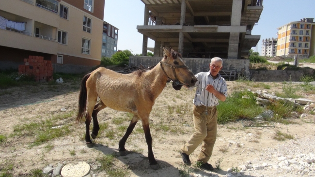 "Müdür çoban" iş başı yaptı 2