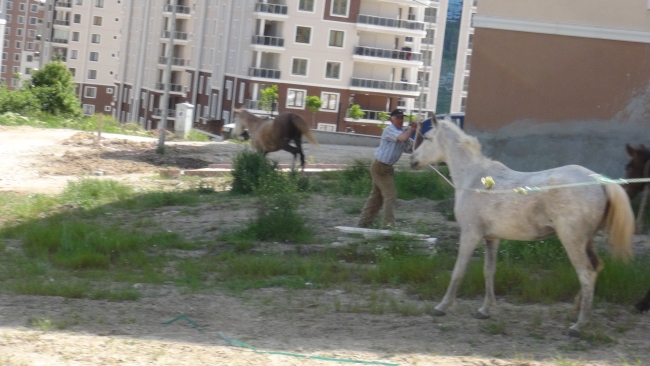 "Müdür çoban" iş başı yaptı 4