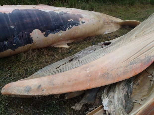 Balinaların gizemli ölümü 5