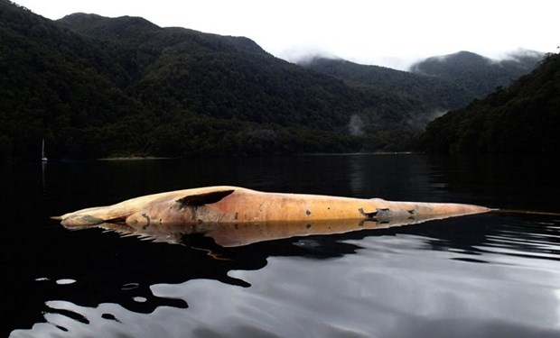 Balinaların gizemli ölümü 2