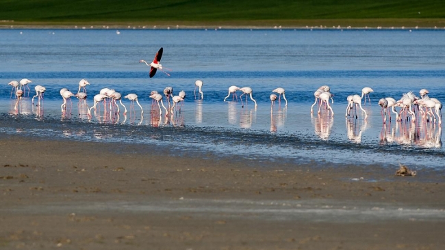 Düden'in misafirleri 1