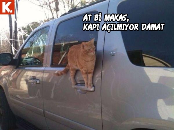 Hayvanlar dile gelirse! 3