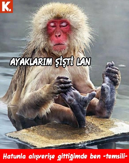 Hayvanlar dile gelirse! 4