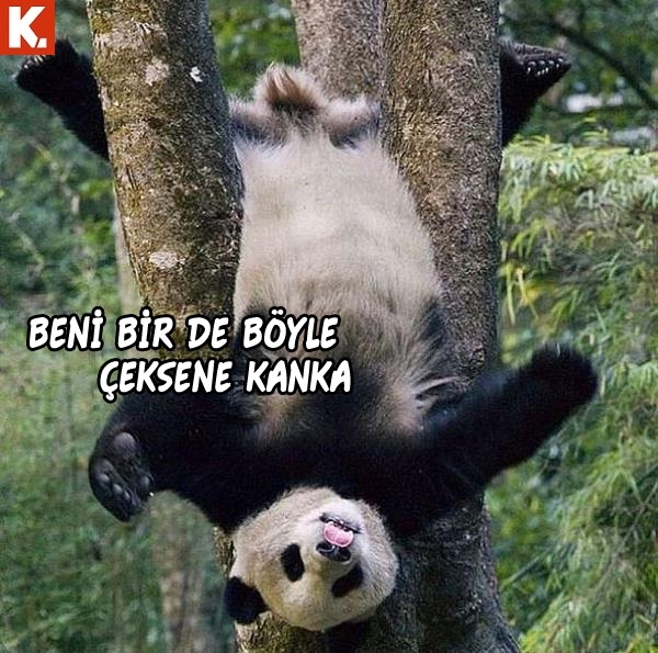 Hayvanlar dile gelirse! 6