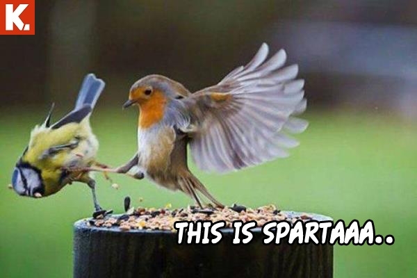 Hayvanlar dile gelirse! 9