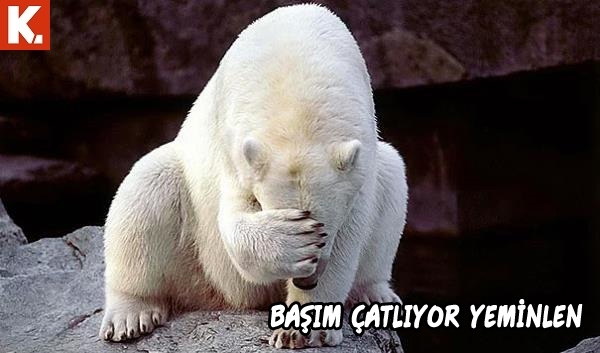 Hayvanlar dile gelirse! 10