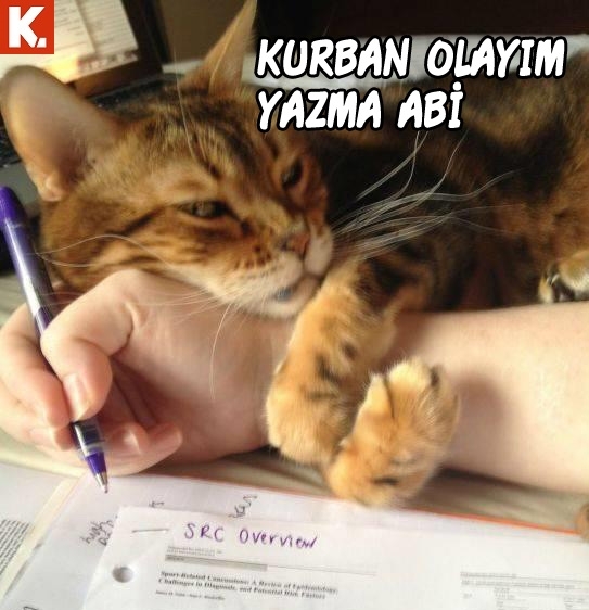 Hayvanlar dile gelirse! 11