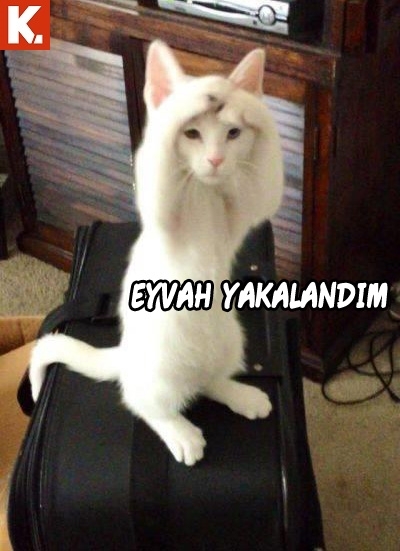 Hayvanlar dile gelirse! 12