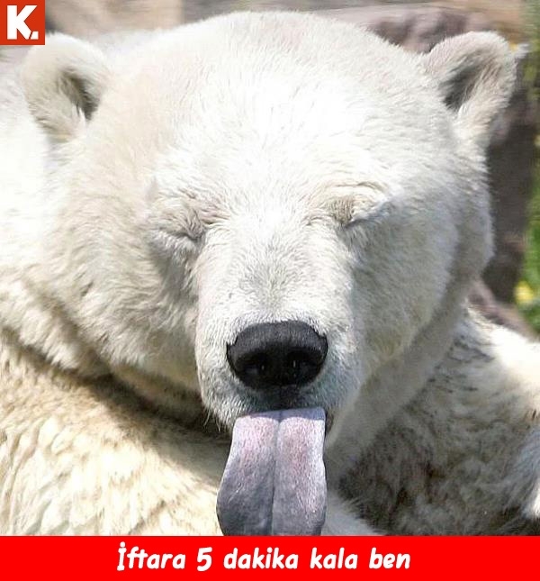 Hayvanlar dile gelirse! 13