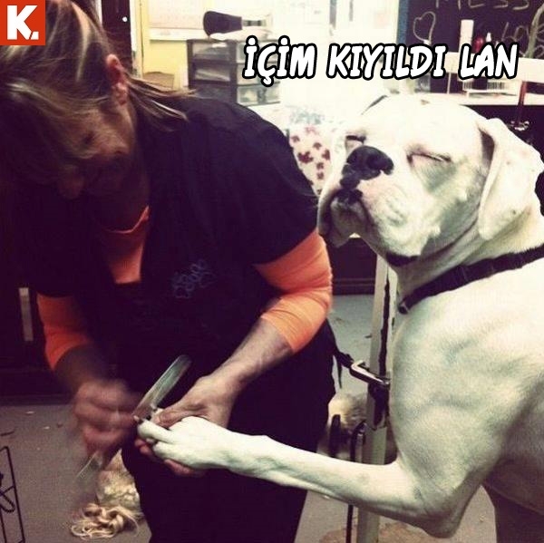 Hayvanlar dile gelirse! 14