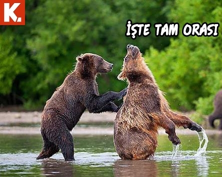 Hayvanlar dile gelirse! 15