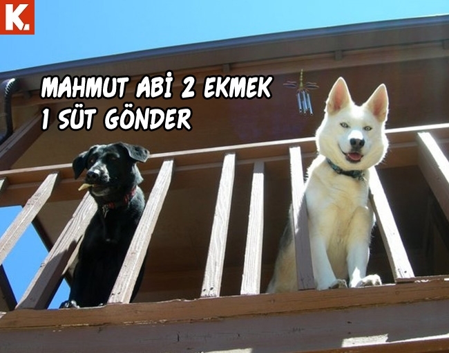 Hayvanlar dile gelirse! 17