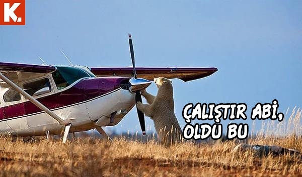 Hayvanlar dile gelirse! 18